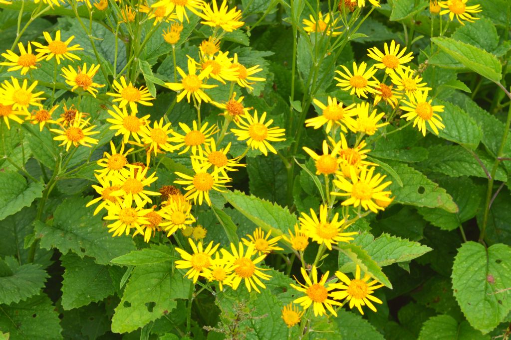 Jacobaea alpina / Senecione alpino